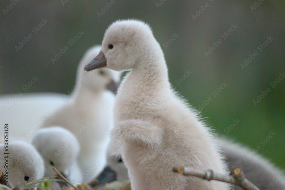 Bébés cygnes tuberculés (Cygnus olor) âgés de quelques jours déployant ses petites ailes - Bas Rhin -France Bébés cygnes tuberculés (Cygnus olor) âgés de quelques jours déployant ses petites ailes - Bas Rhin -France