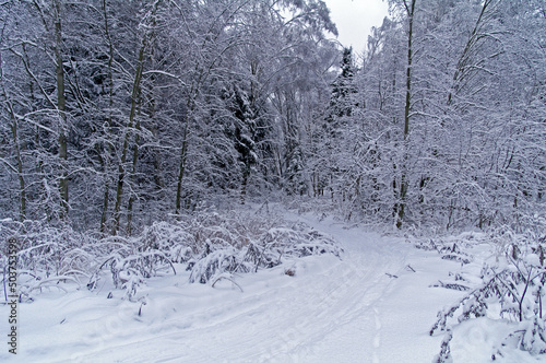 Ski-track  in the winter forest.