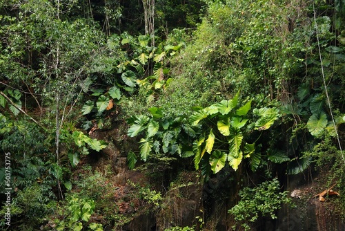 Rainforest background in Guadeloupe