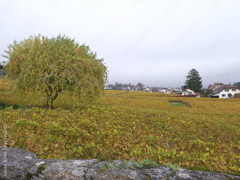 Fototapeta premium The vineyards in autumn in Switzerland. A landscape view from Vinzel.