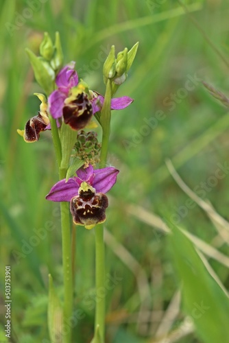 Hummel-Ragwurz (Ophrys holoserica) photo