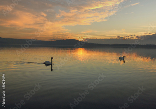 Swans Over Lake At Sunrise. Calm, warm and Romance. Viverone lake, Biella photo