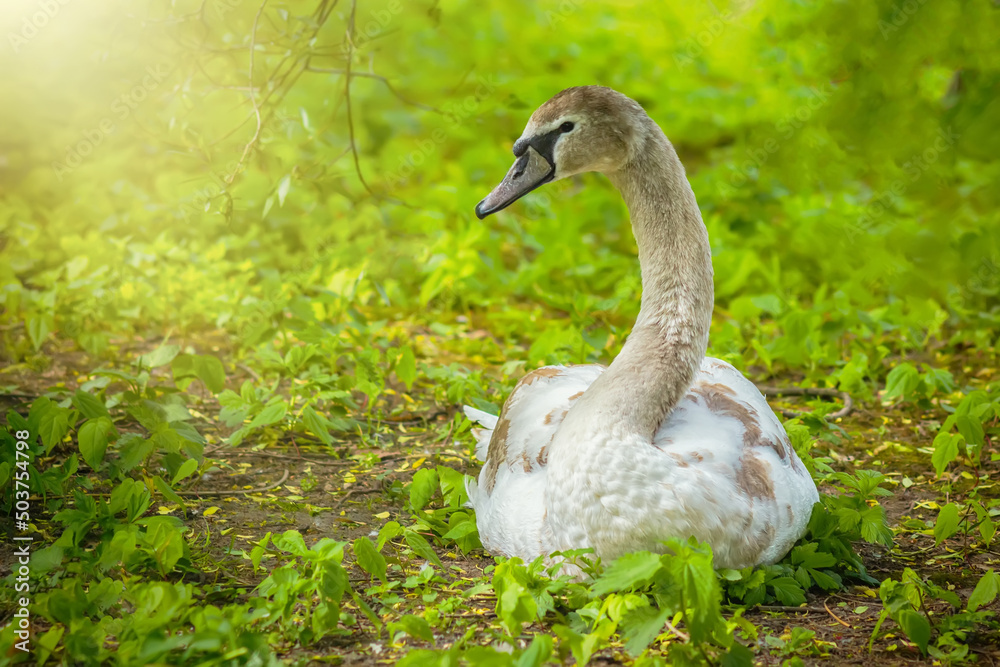 Obraz premium A white swan in close-up lies on the green grass, stretching its head against the background of bright sunlight on a blurry background. Domestic birds live on the territory of park lakes and ponds.