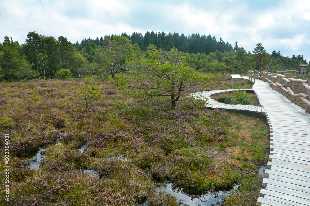 A wooden footbridge in the k bog, with bog eye and heather