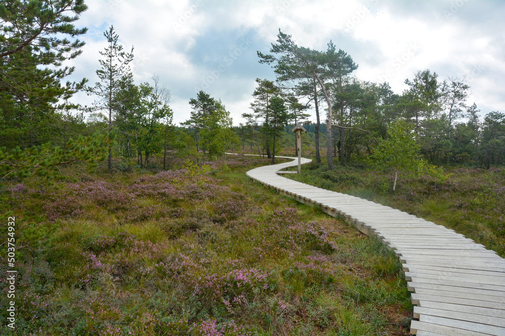 Black moor with a path and broom heather Black moor with a path and broom heather