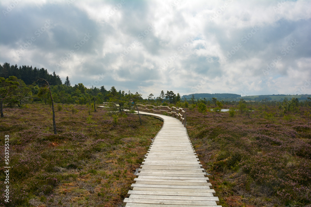 Wooden footbridge in a bog