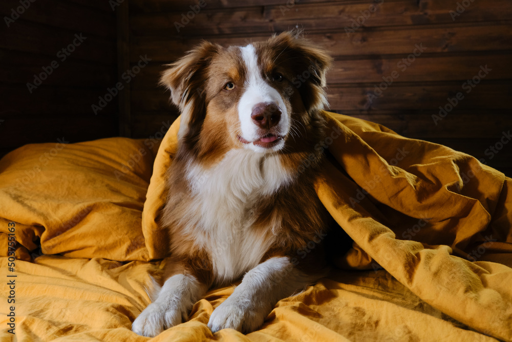 Obraz premium Hotel and rest with pet. Young Australian Shepherd covered with blanket. Happy puppy aussie is lying on yellow bedding in bed at home. Animals behave like people concept.