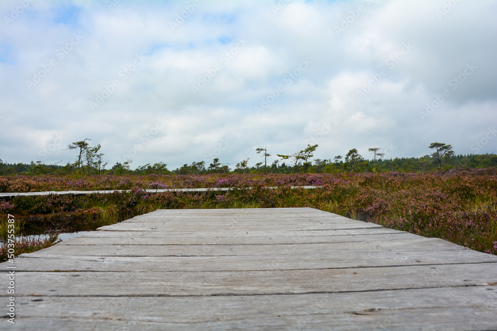 Wooden footbridge and boardwalk in a  bog, with bog eye and heather