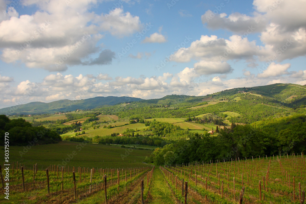 Chianti, vigneti e cipressi delle colline toscane