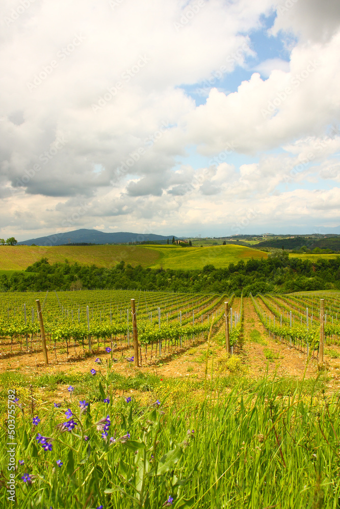 Chianti, vigneti e cipressi. Panorami delle colline Toscane. Italia