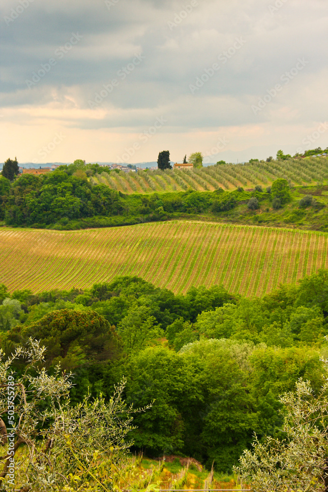 Chianti, vigneti e cipressi. Panorami delle colline Toscane. Italia