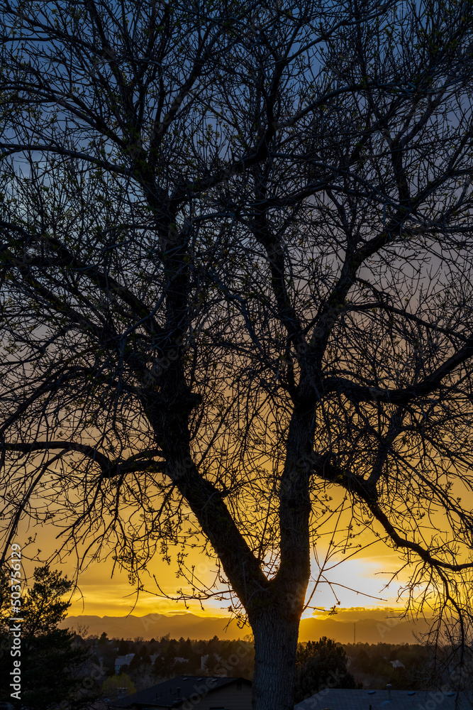 An incredibly beautiful spring sunset against the tree branches in Aurora, Colorado