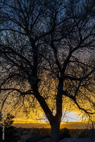 An incredibly beautiful spring sunset against the tree branches in Aurora  Colorado
