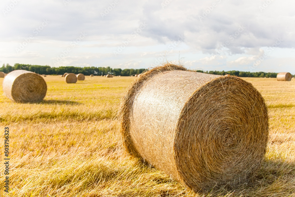 Large haystack close-up. Harvesting and harvesting of hay. Mowing of fields with oblique and special agricultural machinery, combines. Work on collecting grass for animal consumption. August harvest.