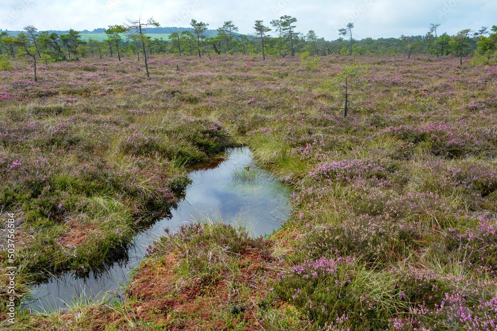 In the black bog with bog eyes and heather