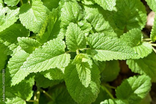 Perennial herbaceous plant in the mint family - Lemon balm (Melissa officinalis)  in the garden bed