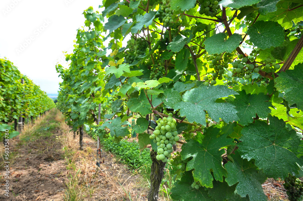 custom made wallpaper toronto digitalRaisin vignes Alsace