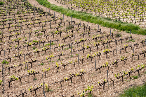 Fotografía rows of vines in a vineyard seen from above in the Terra Alta region in the prov