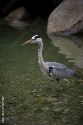 Portrait of wild heron standing in the water
