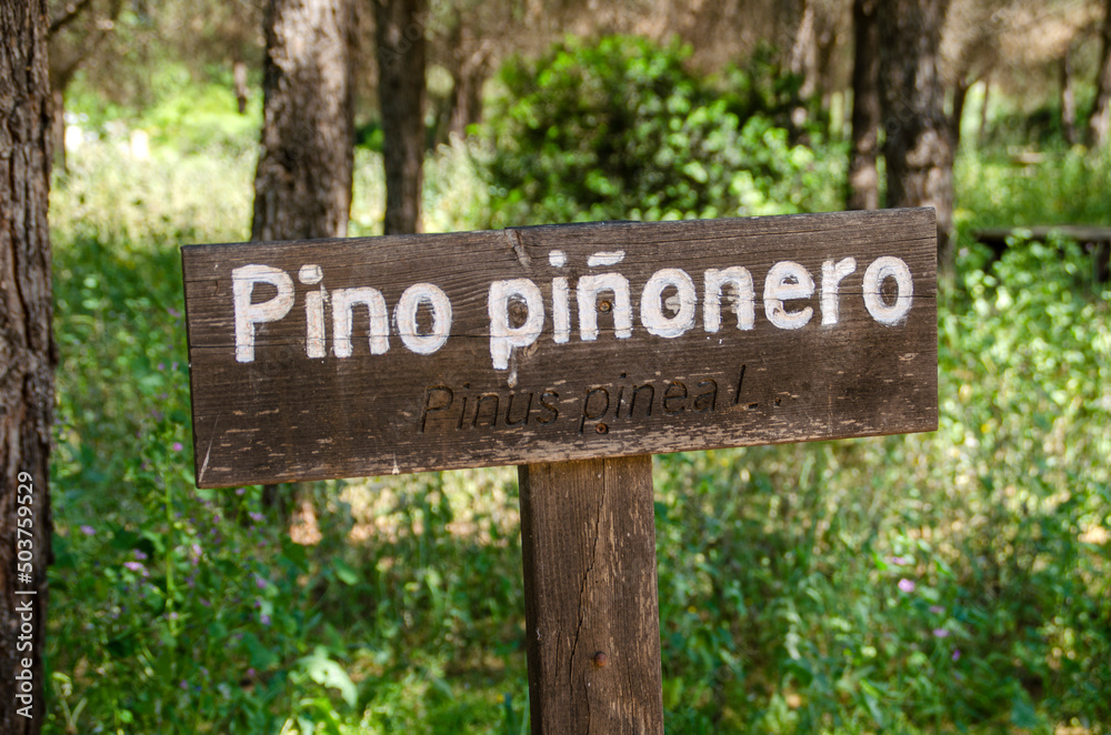 Pino piñonero, stone pine, cistus ladanifer, tree or plant wooden sign
Pino piñonero, stone pine, cistus ladanifer, tree or plant wooden sign