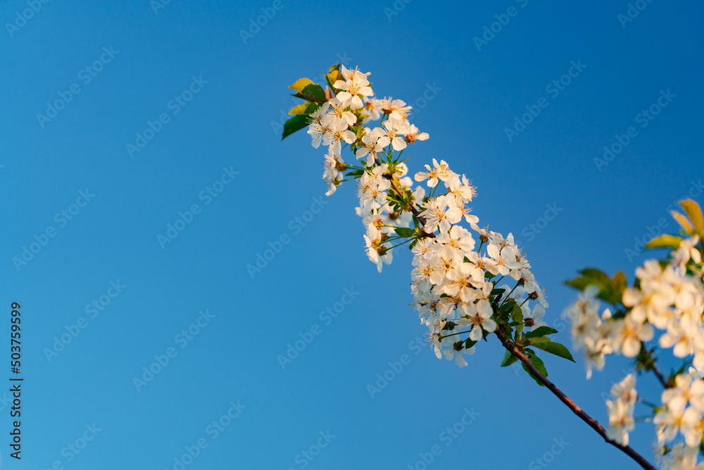 the branch of flowering cherry tree against a blue sky. the branch of flowering cherry tree against a blue sky.