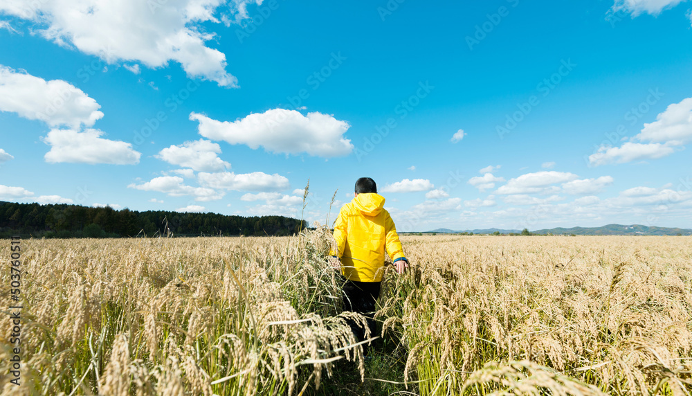 Young boy walking in the middle of paddy field Young boy walking in the middle of paddy field