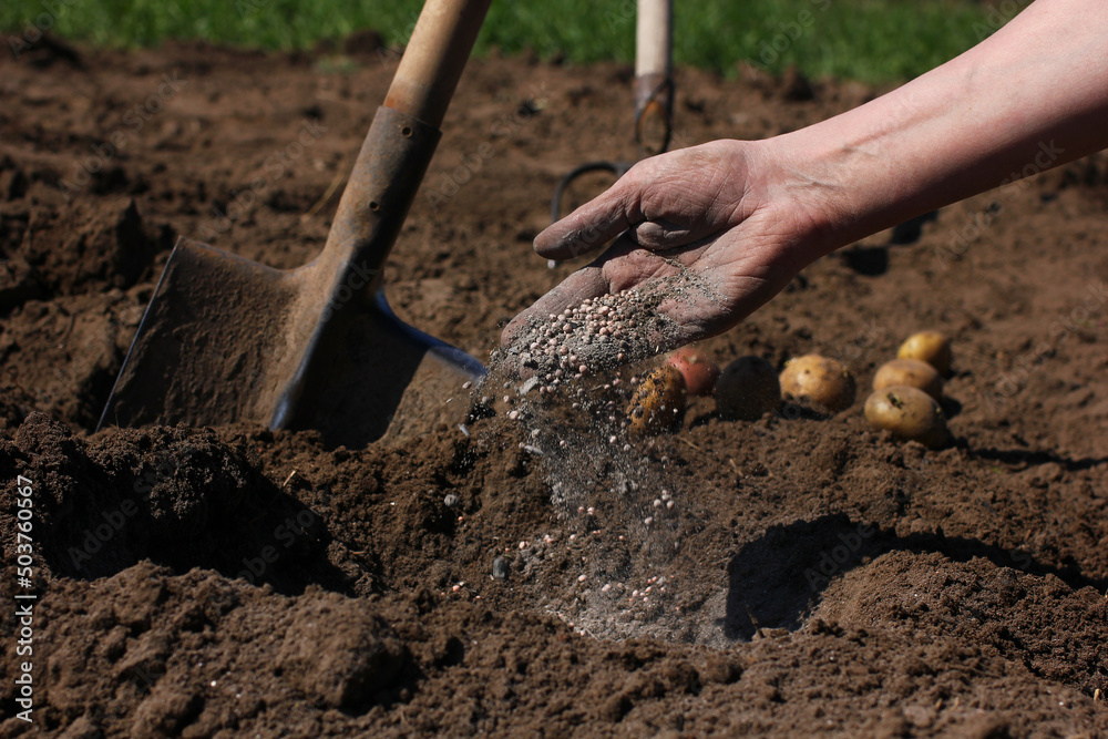 application of mineral fertilizers to the soil when planting seeds application of mineral fertilizers to the soil when planting seeds