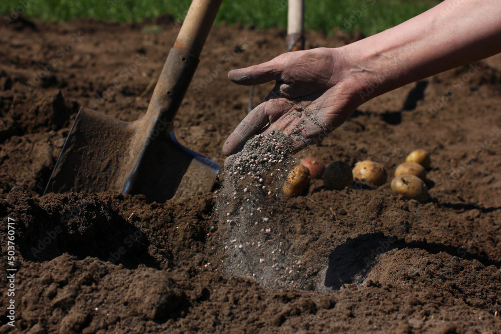 application of mineral fertilizers to the soil when planting seeds application of mineral fertilizers to the soil when planting seeds