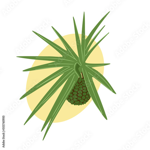 Hala fruit and leaves, pandanus ripe screw pine green exotic tropical fruit and plant vector illustration