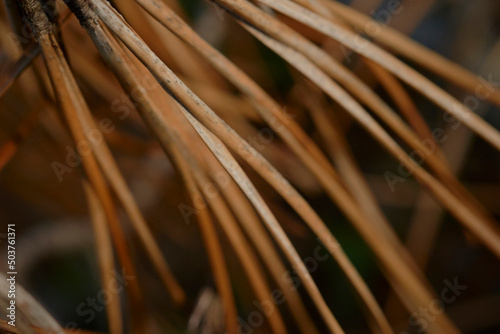 Pine tree detail