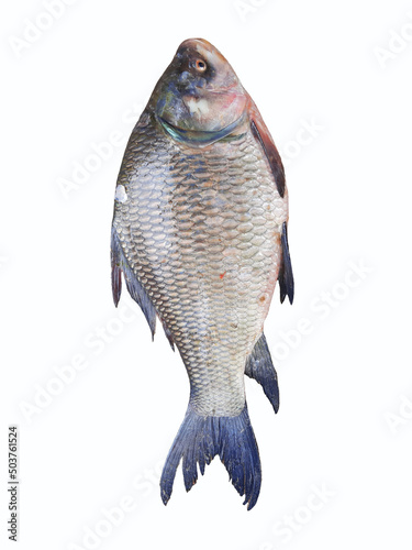 Fresh Katla Fish from the River photo