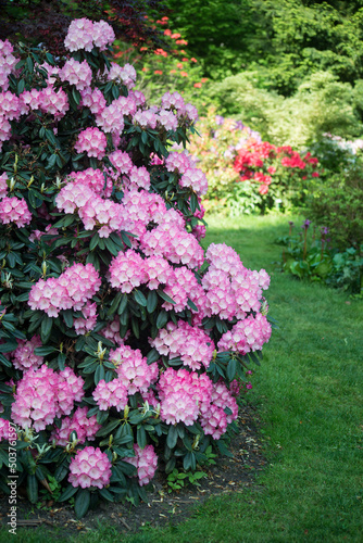 CLoseup of pink rhododendrons blossom in a public garden