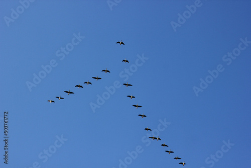 a flock of flying wild geese against the blue sky in the clouds