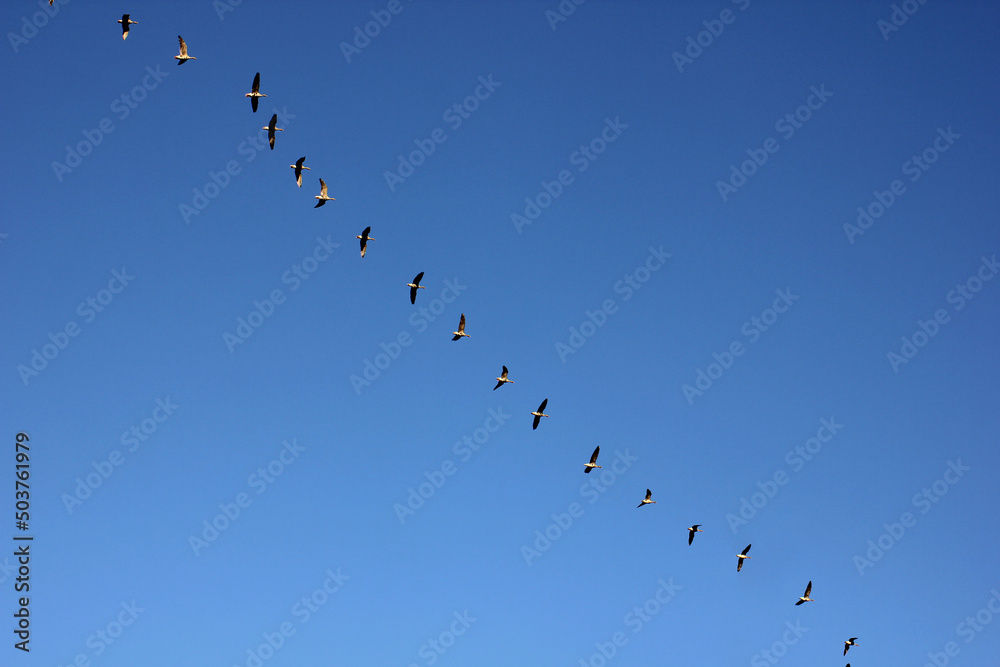 a flock of flying wild geese against the blue sky in the clouds a flock of flying wild geese against the blue sky in the clouds