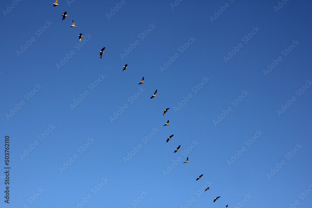 a flock of flying wild geese against the blue sky in the clouds