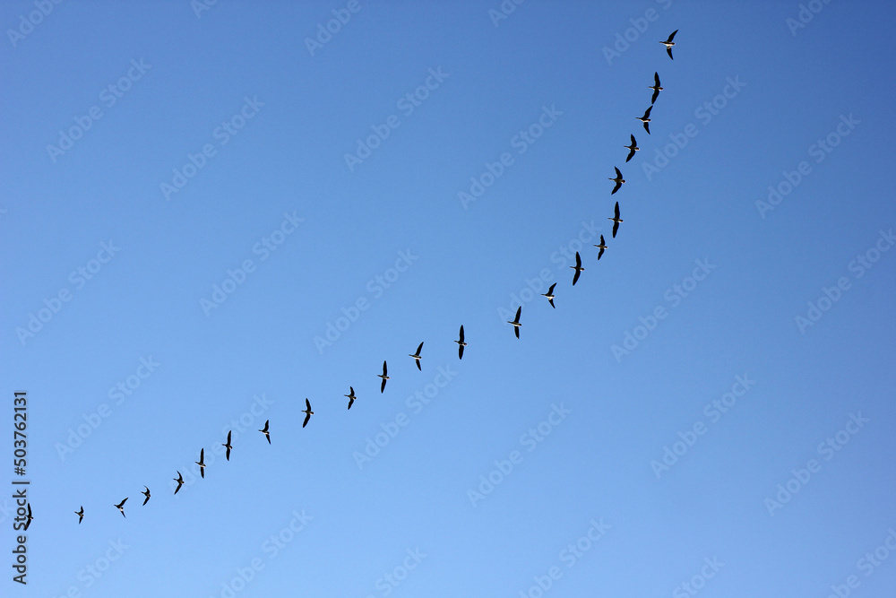a flock of flying wild geese against the blue sky in the clouds a flock of flying wild geese against the blue sky in the clouds