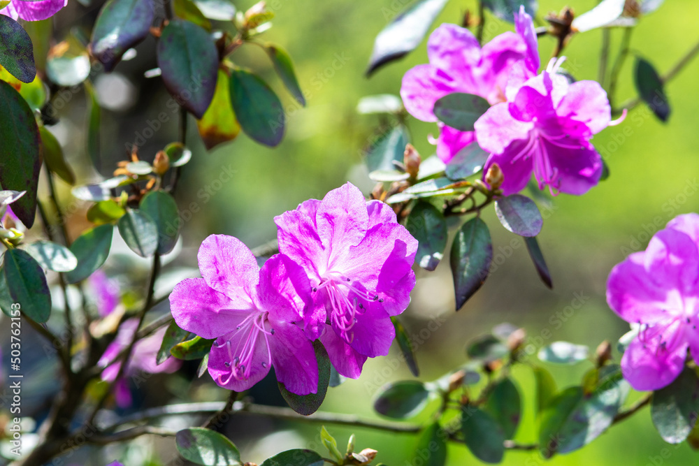 Beautiful rhododendron daurian flowers in the park on the lawn. Blooming rose bush in the garden Beautiful rhododendron daurian flowers in the park on the lawn. Blooming rose bush in the garden