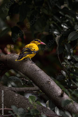 Εκτύπωση καμβά Black-naped oriole perching on the tree in the wild