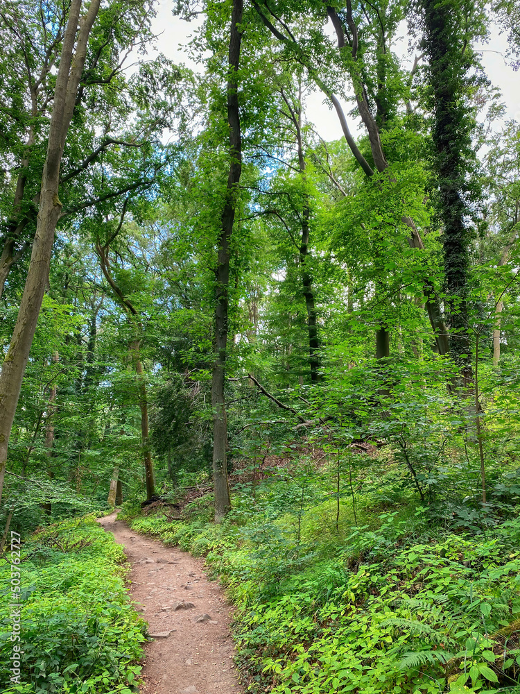 Hiking trail at Siebengebirge mountain range in Germany. Hiking trail at Siebengebirge mountain range in Germany.