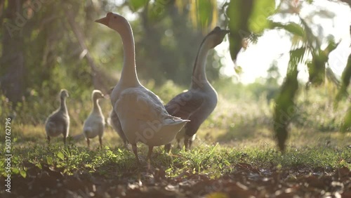 family of goose duck are walking in animal bird farm, nature wildlife having wing feather and beak, outdoor day shot in slow motion walk, grazing a grass and pet food