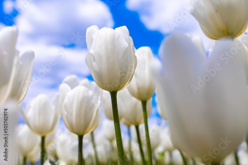 white tulips grow against the background of a blue sky with clouds