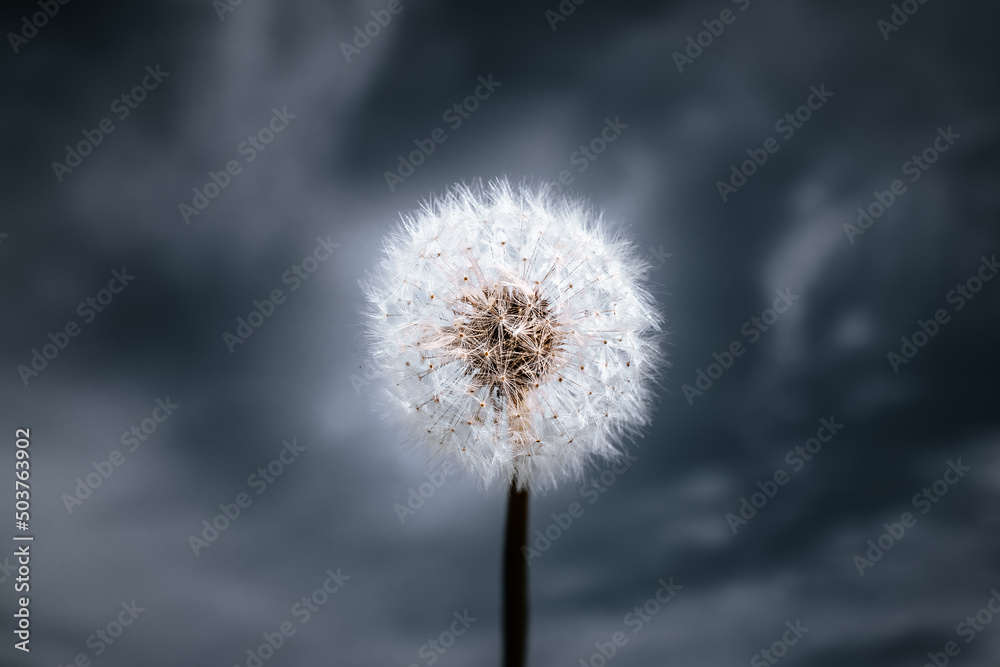 custom made wallpaper toronto digitalDmuchawiec z pięknym tłem