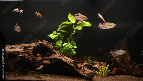 Aquarium (Phenacogrammus, Garra rufa, Epalzeorhynchos bicolor Labeo, ...)  photo