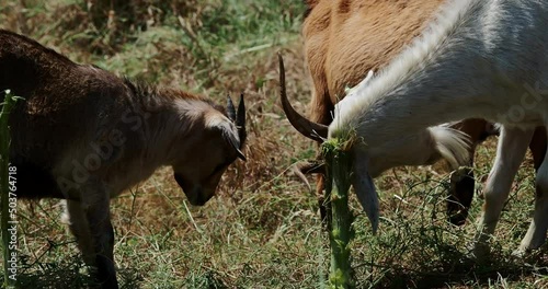 Goats used to keep grass low rubbing horns stick
