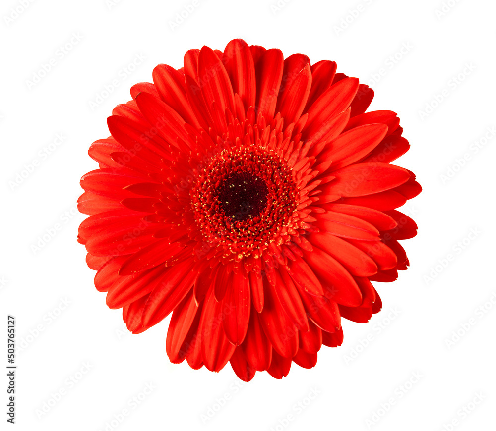 Red gerber isolated on white background. Spring Flower. Holiday concept.