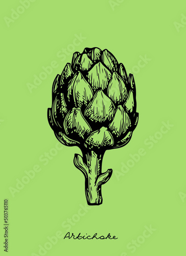 illustration of a vegetable. artichoke illustrations