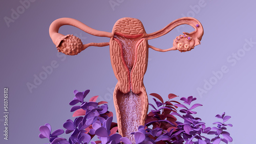 Travel of the embryo to newborn, 
Fertilization, Embryo Development, the blastocyst implantation and Fetal Development. photo