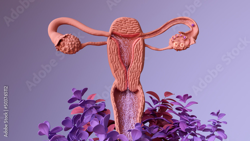 Travel of the embryo to newborn, 
Fertilization, Embryo Development, the blastocyst implantation and Fetal Development.