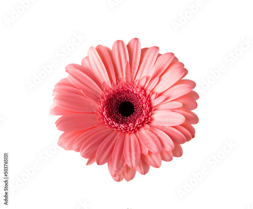 Pink gerber isolated on white background. Spring Flower. Holiday concept.