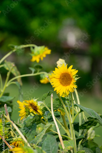 Extra large sunflower in close up.